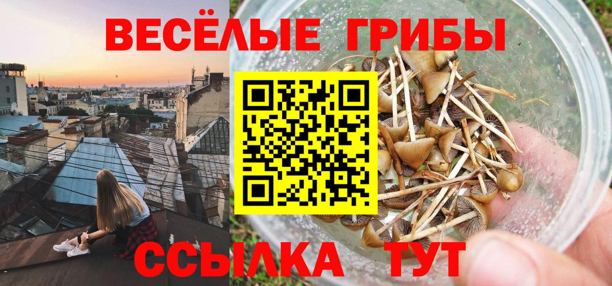 Псилоцибиновые грибы прущие грибы Павловский Посад